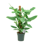Φυλλόδεντρο - Philodendron Silver Queen mosstok