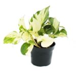 Πόθος – Epipremnum aureum “Happy Leaf”