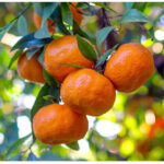 Μανταρινιά Χιώτικη