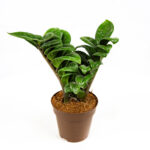 Zamioculcas zamiifolia 'Zenzi nano'