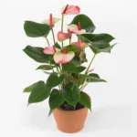 Ανθούριο - Anthurium Princess Amalia Elegance