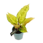 Αγλαόνημα - Aglaonema Chartreuse Pretty