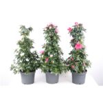 Αζαλέα - Rhododendron simsii pyramid