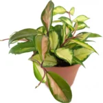 Χόγια – Hoya carnosa tricolor