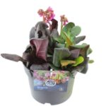 Bergenia Cordifolia 'purpurea'