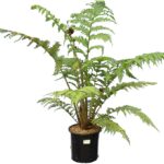 Cyathea cooperi