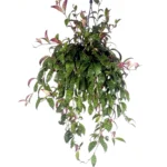 Αισχύνανθος – Aeschynanthus marmoratus