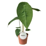 Ανθούριο - Anthurium peltigerum