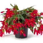 Βιγόνια - Begonia Boliv. 'beauvilia Red'