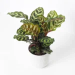 Καλαθέα – Calathea makoyana