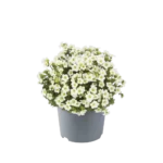 Σαξιφράγκα - Saxifraga andrewsii white