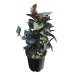 Συγκόνιο - Syngonium erythrophyllum 'Red Arrow' mosstok