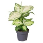 Διφενμπάχια - Dieffenbachia 'Amy'
