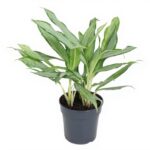 Αγλαόνημα - Aglaonema 'white Lance'