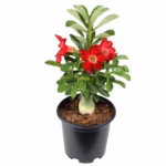 Αδένιο - Adenium Obesum 'anouk' Red