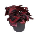 Βιγόνια - Begonia Bd 'magiccolours Red Kiss'