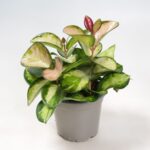 Χόγια - Hoya Australis 'lisa'