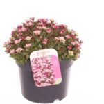 Σαξιφράγκα - Saxifraga andrewsii picottee red