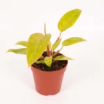 Φυλλόδεντρο - Philodendron Painted Lady