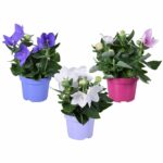 Πλατυκώδωνας - Platycodon mix