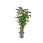 Πολύσια - Polyscias Roble