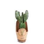 Κάκτος Opuntia Rubescens