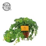 Παρθενοκισσός - Parthenocissus Inserta