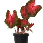 Caladium postman joyner