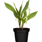 Μιγκέ - Convallaria majalis