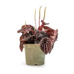 Πεπερόνια - Peperomia Caperata Luna Red