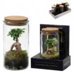 Bonsai Terrarium