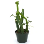 Cissus 'Quadran' mosstok