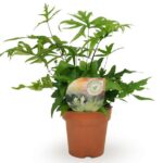 Φτέρη - Doryopteris Pedata