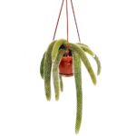 Cactus Hildewintera Colademononis XL