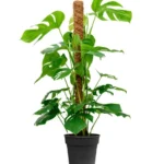 Mονστέρα - Monstera Delic. 'piccolo' mosstok
