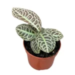 Labisia 'Turtle Back'