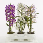 Ορχιδέα - Dendrobium nobile MIX