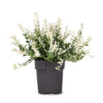 Ευώνυμος Αρλεκίνος - Euonymus Fortunei 'harlequin