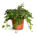 Κισσός - Cissus striata