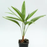 Τραχύκαρπος – Trachycarpus fortunei