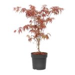 Acer Palmatum 'atropurpureum'