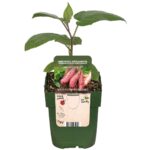 Γλυκοπατάτα - Ipomoea Batatas 'pot Beauregard'