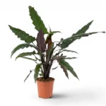 Αλοκάσια - Alocasia lauterbachiana