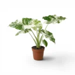 Αλοκάσια - Alocasia macrorrhizos 'Splash'