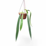 Ανθούριο - Anthurium vittarifolium