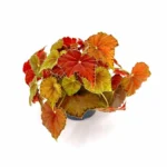 Βιγόνια - Begonia rex 'Amber Love'