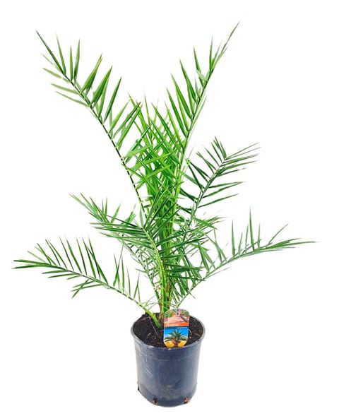 co9rls1bbke75apdsnqa7jdh0n6dg0pmgkjo6n0c_Preview480 Φοίνικας Κανάριος - Phoenix canariensis - Image 1