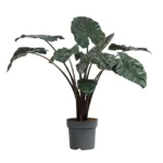 Αλοκάσια – Alocasia sarawakensis “Yucatan Princess”