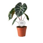 Αλοκάσια – Alocasia Pink Dragon