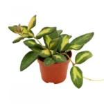 Χόγια - Hoya burtoniae 'Variegata'